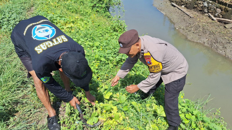 Polsek Tanggulangin Dukung Ketahanan Pangan Program Asta Cita Presiden, Tanam Kangkung di Pesisir Sungai