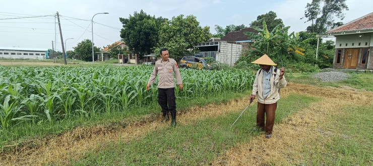 Polsek Tarik Gelar Patroli Ketahanan Pangan dan Dialogis Bersama Petani Jagung