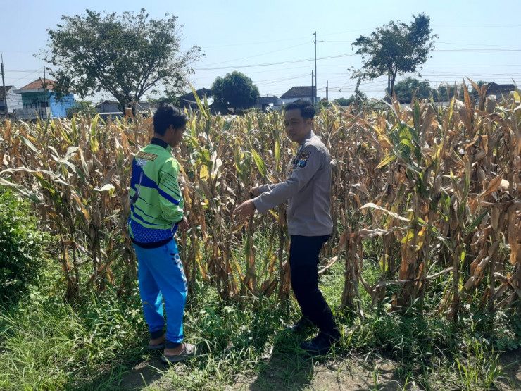 Polisi Pantau Lahan Jagung Siap Panen di Prambon, Dukung Ketahanan Pangan