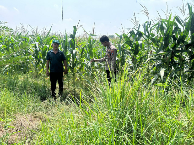 Bhabinkamtibmas Prambon Pantau Pertumbuhan Jagung Petani Binaan, Dukung Ketahanan Pangan Nasional