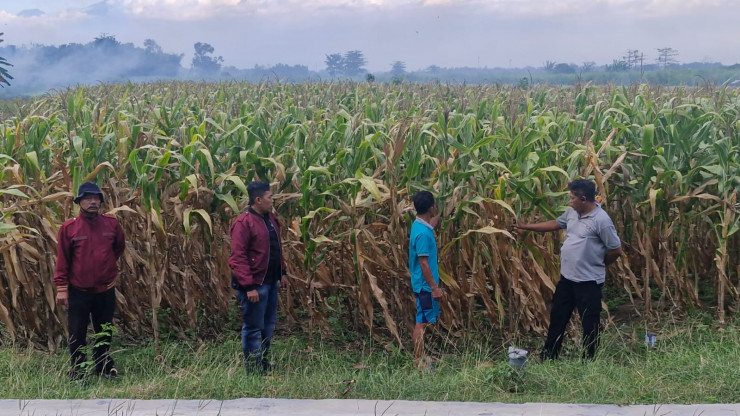 Polsek Balongbendo Dukung Program Ketahanan Pangan Lewat Pendampingan Panen Jagung