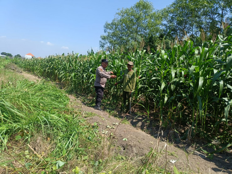 Dukung Ketahanan Pangan, Polsek Candi Pantau Perkembangan Lahan Jagung