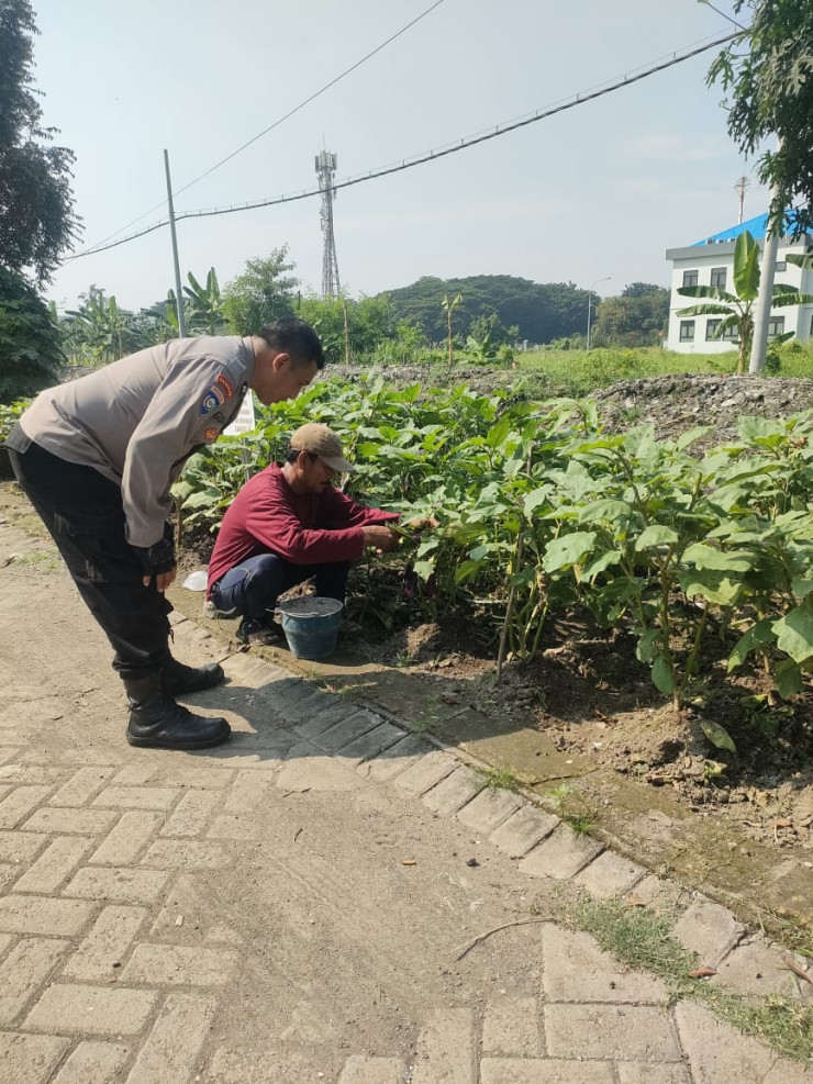 Wujudkan Ketahanan Pangan, Warga Sedati Gede Tanami Lahan Kosong dengan Cabai dan Terong