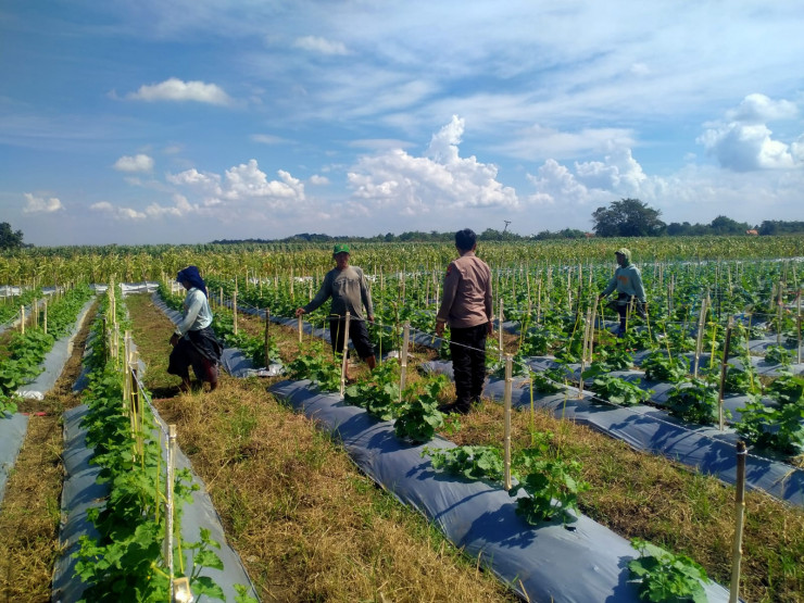 Program P2B Dapat Dukungan Polisi, Kanit Binmas Prambon Cek Lahan Melon Warga